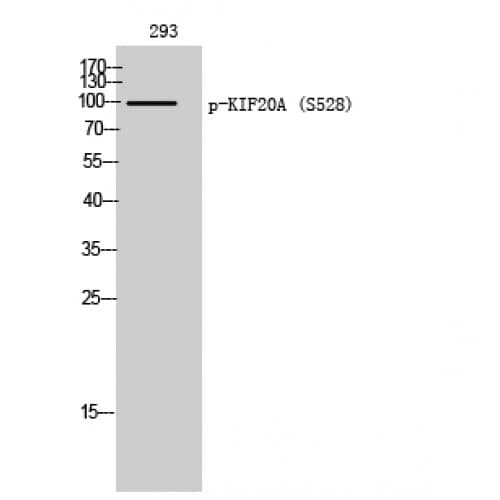 RAB6KIFL / KIF20A Antibody (470-550 aa)