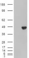 CPA1 / Carboxypeptidase A Antibody (clone OTI4F1)