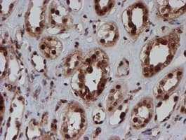 CRYZL1 Antibody (clone OTI2F9)