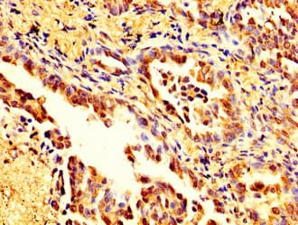 MSN / Moesin Antibody