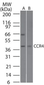CCR4 Antibody