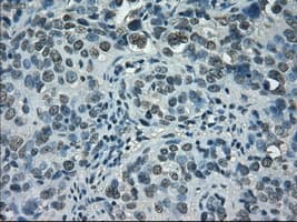 STAT1 Antibody (clone OTI13B10, Carrier-free)