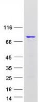 Human HNRNPR / hnRNP R Protein (Recombinant Myc-DDK (Flag))