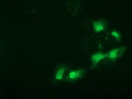 SPR Antibody (clone OTI3A9, Carrier-free)