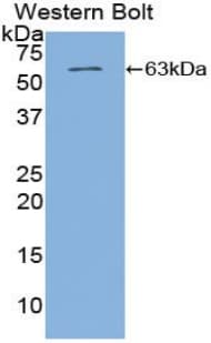 TFPI / LACI Antibody (aa29-304, APC)