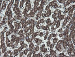 NDUFB10 Antibody (clone OTI1H6)