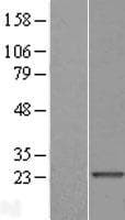 TXLNGY / CYorf15B Protein (Over-Expression Lysate Myc-DDK (Flag))