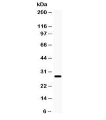MIP / AQP0 / Aquaporin 0 Antibody