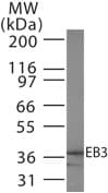 MAPRE3 / EB3 Antibody