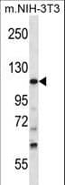 TUBGCP5 / GPC5 Antibody (aa172-201)
