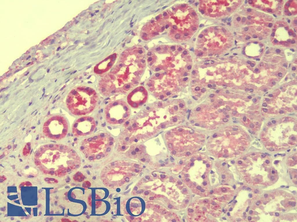 IHC-plus™ TMEM147 Antibody