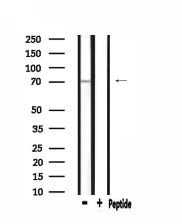 Complement C9 Antibody