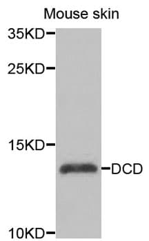 DCD / Dermcidin Antibody