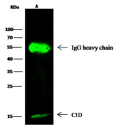 C1D Antibody (Preservative Free)
