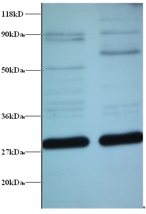 GT335 / ES1 Antibody (HRP)
