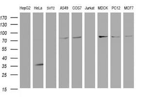 SCFD1 / SLY1 Antibody (clone OTI2B7)