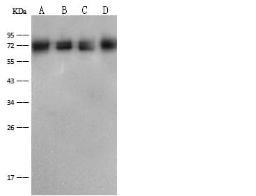 DLAT / PDC-E2 Antibody (Preservative Free)