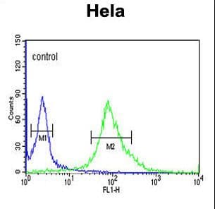 Polyclonal Rabbit anti-Human DDX49 Antibody (aa385-413, IHC, WB)