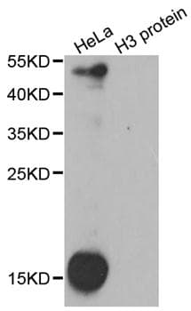 Dimethyl-Lysine Antibody