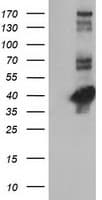 CTH / Cystathionase Antibody (clone OTI1E12, Carrier-free)