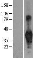 CD40 Protein (Over-Expression Lysate Myc-DDK (Flag))