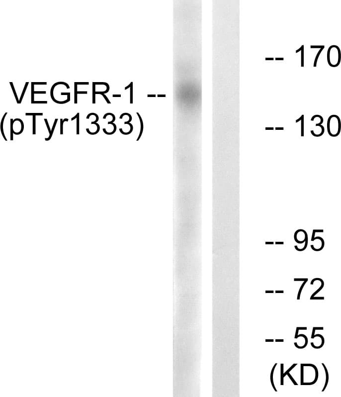 FLT1 / VEGFR1 Antibody (phospho-Tyr1333)