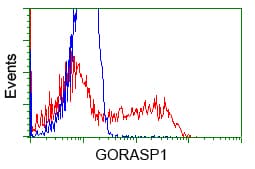 GORASP1 / GRASP65 Antibody (clone OTI5G8)