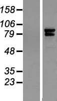 IQCE Protein (Over-Expression Lysate Myc-DDK (Flag))