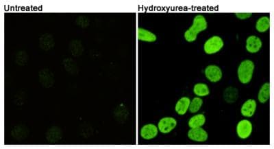 H2AFX / H2AX Antibody (phospho-Ser139)