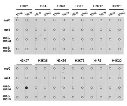 Histone H3 Antibody (Dimethyl-Lys27)