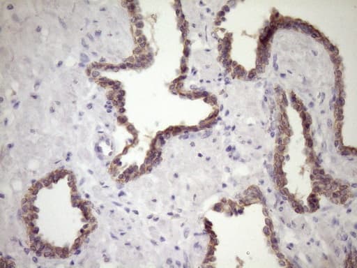 SIRPA / CD172a Antibody (clone OTI7B3)