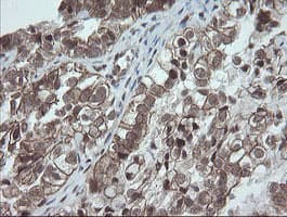 OTUB1 / OTU1 Antibody (clone OTI2H1, Carrier-free)