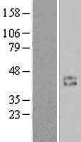 CCNI / Cyclin I Protein (Over-Expression Lysate Myc-DDK (Flag))