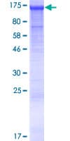 Human CEP97 Protein (Recombinant GST)