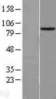 HECTD2 Protein (Over-Expression Lysate Myc-DDK (Flag))