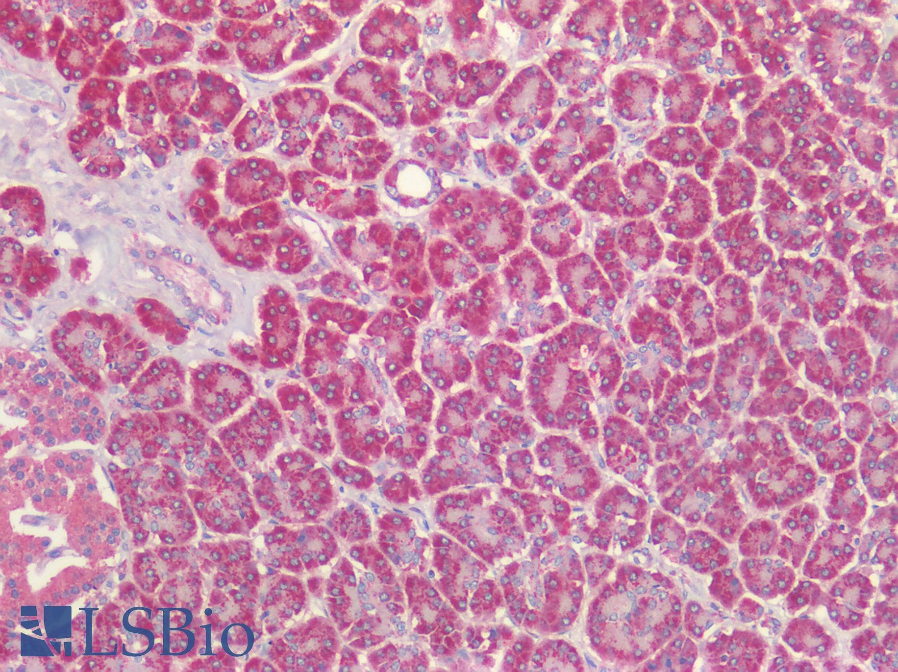 IHC-plus™ TSLP Antibody