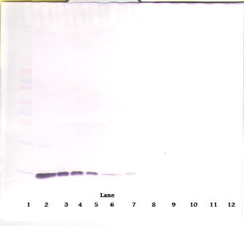 IL2 Antibody