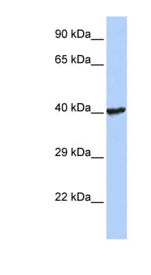 RNF113B Antibody (aa108-157)