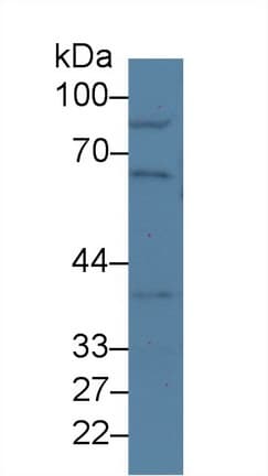 NUP50 Antibody (aa134-393, APC)