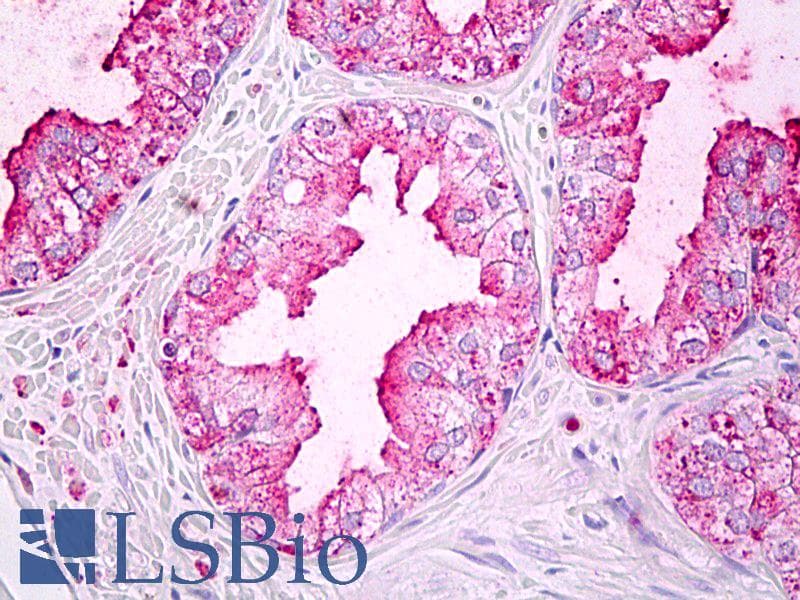 IHC-plus™ GJA5 / CX40 / Connexin 40 Antibody (C-Terminus, clone 2F9A11)