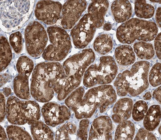 HSPE1 / HSP10 / Chaperonin 10 Antibody
