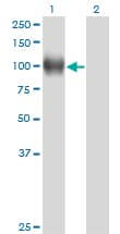 NR3C1/Glucocorticoid Receptor Antibody (clone 2C8)