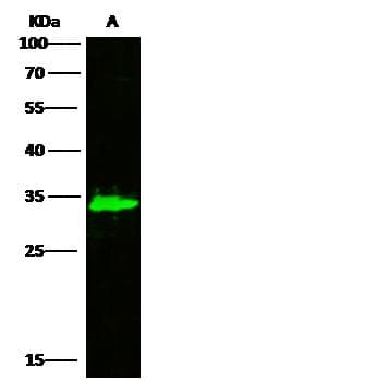 AK2 / Adenylate Kinase 2 Antibody (Preservative Free)