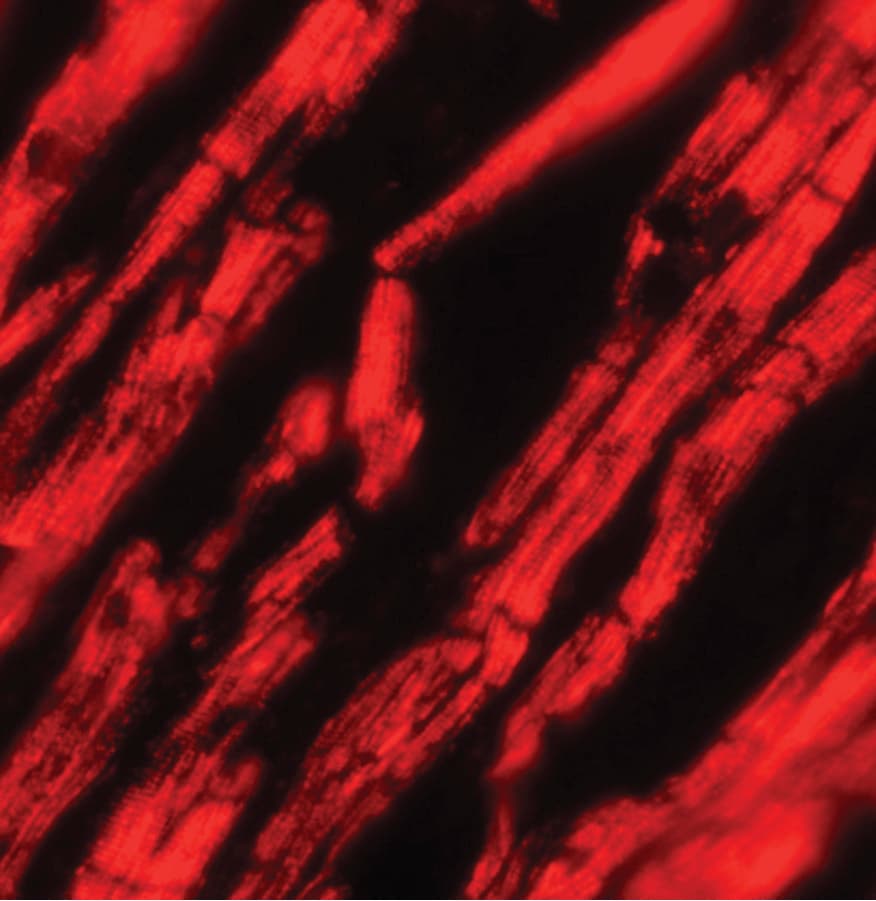 IHC-plus™ KPNA2 / Importin Alpha 1 Antibody