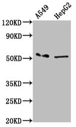 MFSD4 Antibody