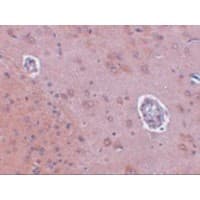 FAM120A Antibody
