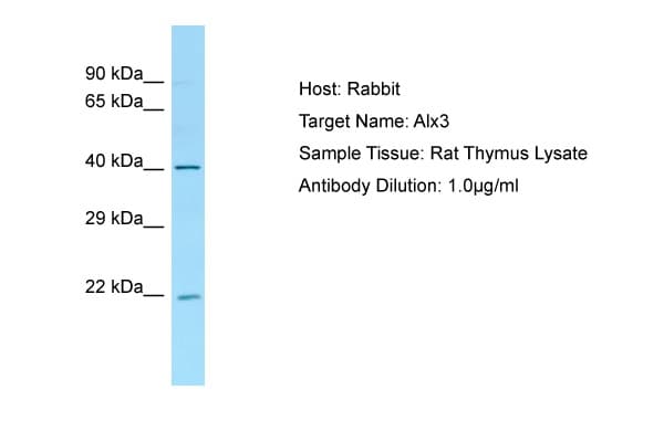 Polyclonal Rabbit anti-Rat ALX3 Antibody (aa51-100, WB)