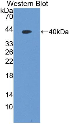 Polyclonal Rabbit anti-Human NAP1L1 Antibody (aa2-289, WB)