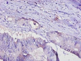 Polyclonal Rabbit anti-Human Adiponectin Antibody (WB)
