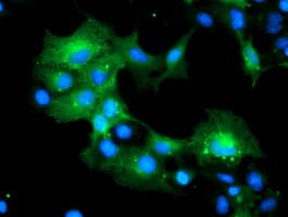 MLF1 Antibody (clone OTI1G4, Carrier-free)